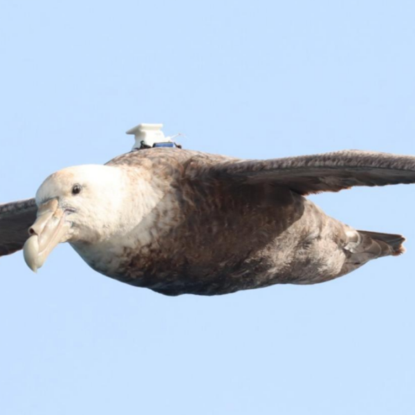 A Southern Giant Petrel is photographed at sea wearing a Global Positioning System device