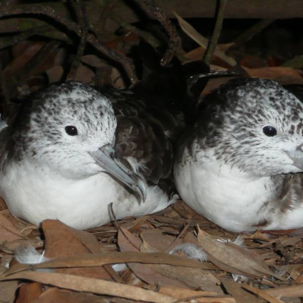 Does coordination between parents improve chick growth in Streaked Shearwaters?