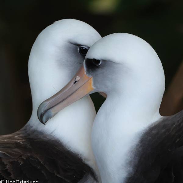 Same-sex partnerships in birds: a review