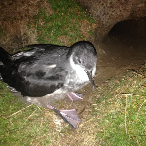 Manxies on Rum.  How are they doing when faced with offshore wind farms?