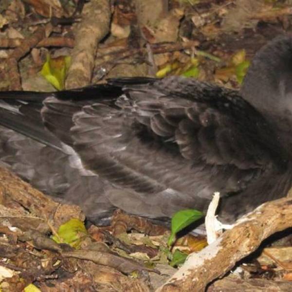 Protecting Sooty Shearwaters from local extinction on New Zealand’s Kapiti Island