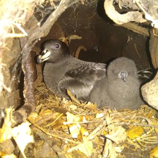 ACAP-listed Black Petrels are hatching on New Zealand’s Aotea Great Barrier Island