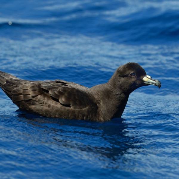 Petrels and shearwaters make up seabird assemblages off Northeast New Zealand