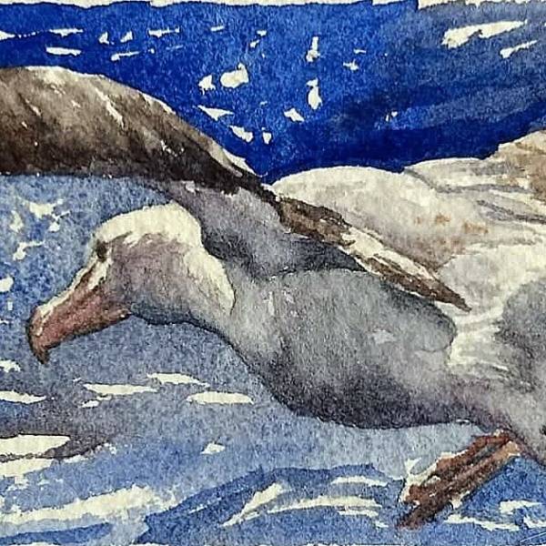 Albatrosses and petrel assemblages offshore from New Zealand’s Otago Peninsula