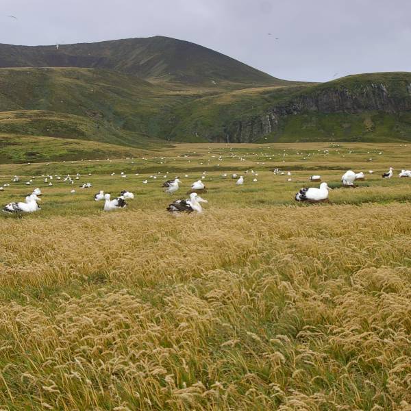 A minor mystery: when was it first realized that South Africa's  Prince Edward Island was mouse free?