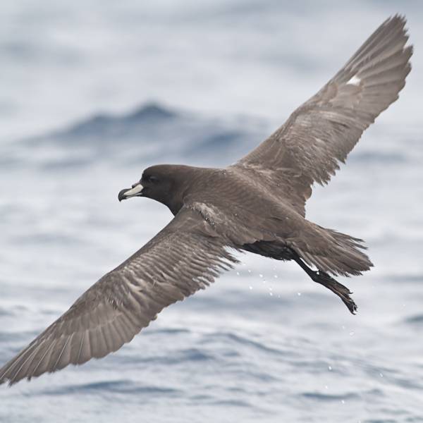 ACAP-listed Westland Petrels overlap with both New Zealand’s longline and trawl fisheries