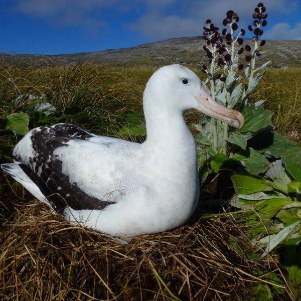 The Convention on Migratory Species reviews implementation of Concerted Action for the Antipodean Albatross at its Fifteenth Conference of Parties