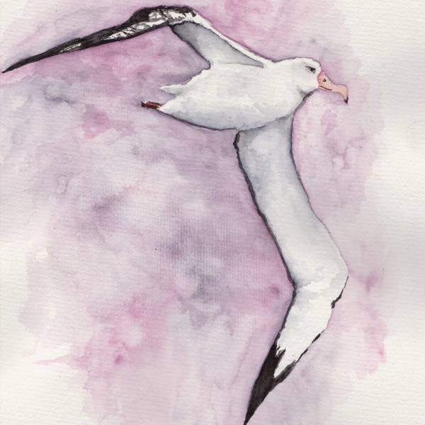 Spatial segregation and fisheries overlap for Wandering Albatrosses vary by age and breeding site