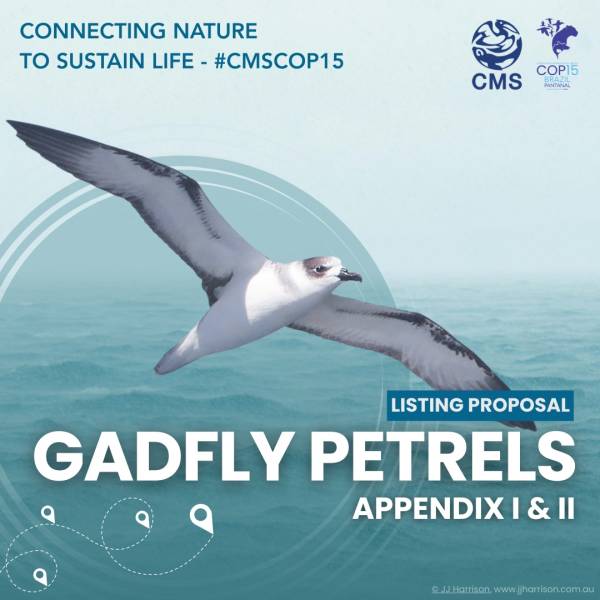The Convention on Migratory Species adds 26 gadfly petrel taxa to its Appendices