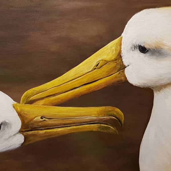 A global review shows three ACAP-listed species are subject to intentional take for human consumption