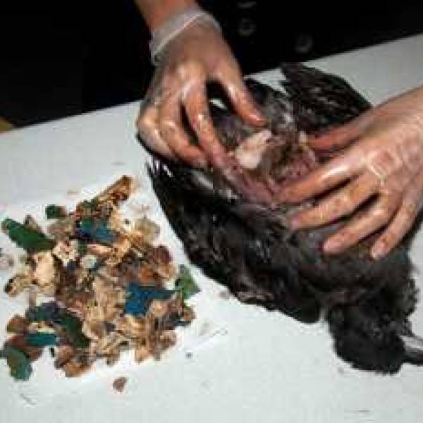 Flesh-footed Shearwaters contain more plastic than just about any seabird studied