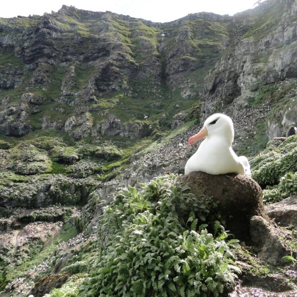 Life-history strategies of Black-browed Albatrosses