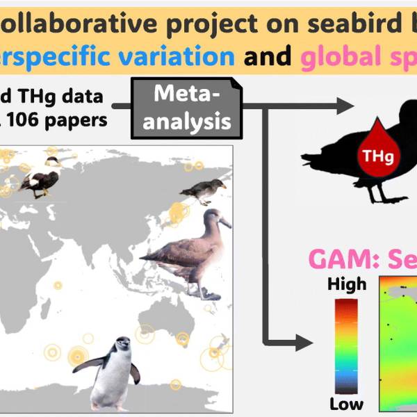 Blood mercury in seabirds varies with prey trophic level, body mass and foraging depth