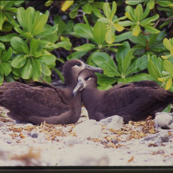 Wake Atoll is now rat free: good news for Black-footed and Laysan Albatrosses