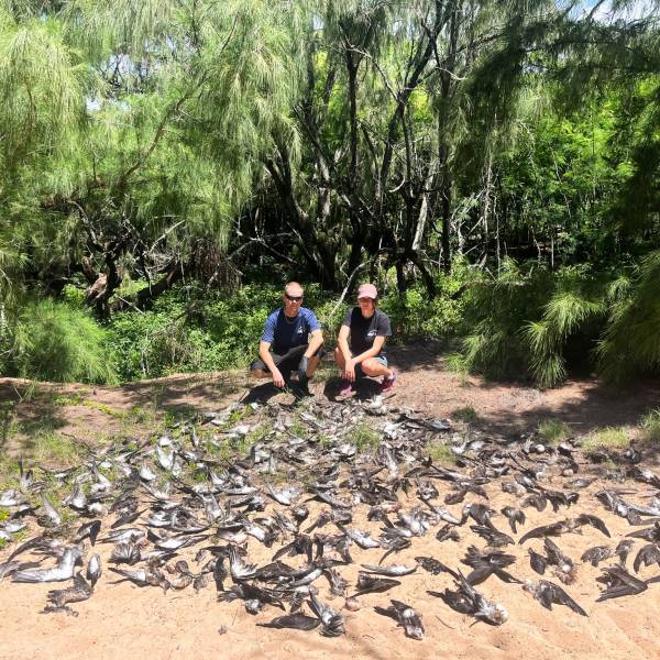 Another mass slaughter of Wedge-tailed Shearwaters by domestic cats on Kauai