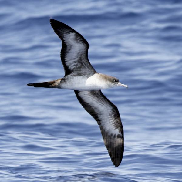 “Most Likely You Go Your Way and I'll Go Mine”.  Two Wedge-tailed Shearwater populations exhibit spatial segregation at sea