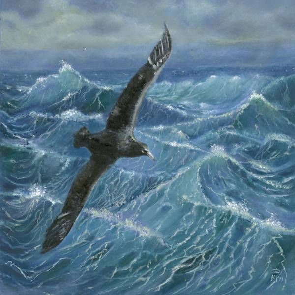 Females have it easier?  Wind and waves affect both flapping and speed in giant petrels