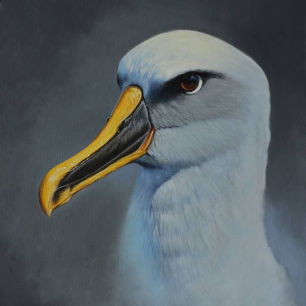 Identifying bycaught New Zealand seabirds with Cytochrome Oxidase I analysis