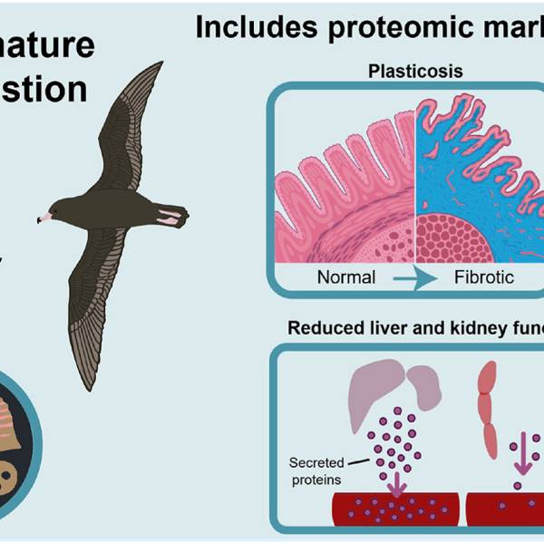 A blood biomarker for detecting plastic ingestion in live petrels and shearwaters