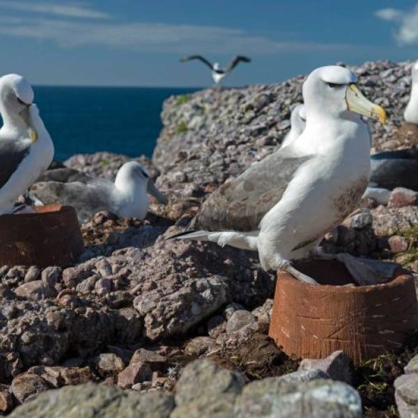 Helping the Shy Albatross face climate change via habitat restoration