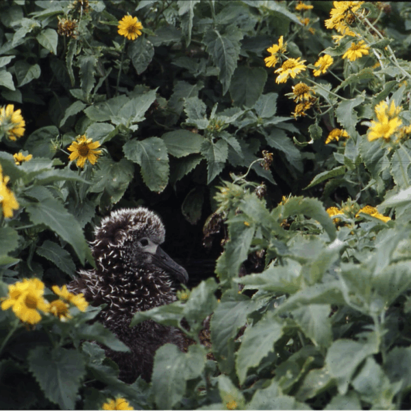 THE ACAP MONTHLY MISSIVE.  Weeding invasive plants in the Pacific is in support of World Albatross Day’s theme of “Habitat Restoration” for 2026