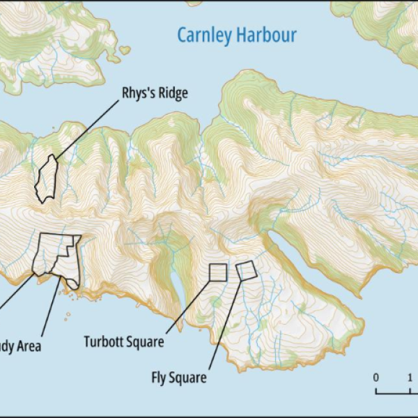 The Gibson’s subspecies population of the Antipodean Albatross on Adams Island is half its former size