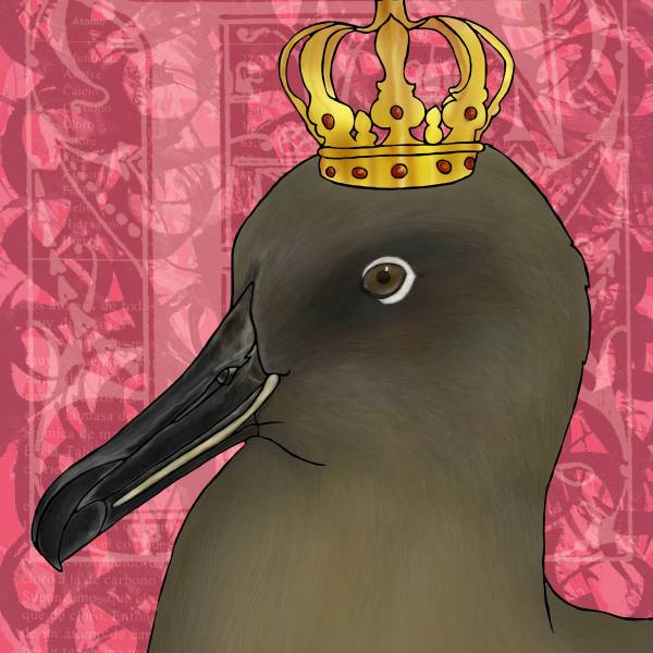 Day Four of ‘WADWEEK2026’.  What will be happening on World Albatross Day this Friday?