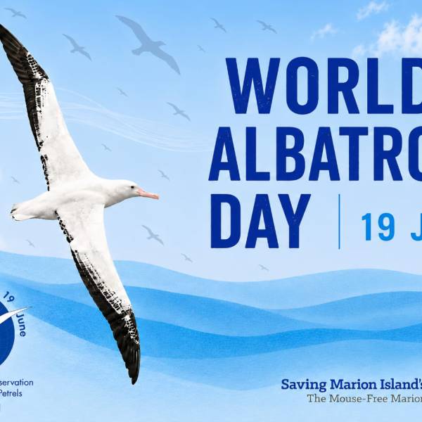 A portfolio of posters for World Albatross Day from around the world
