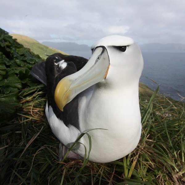 The Fourth World Seabird Conference is holding a photo contest for attendees