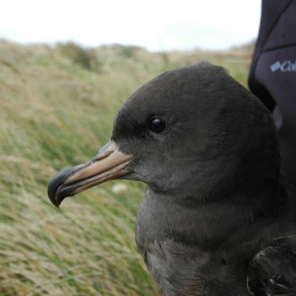 Plasma proteins change between chicks and adults in the Near Threatened Flesh-footed Shearwater