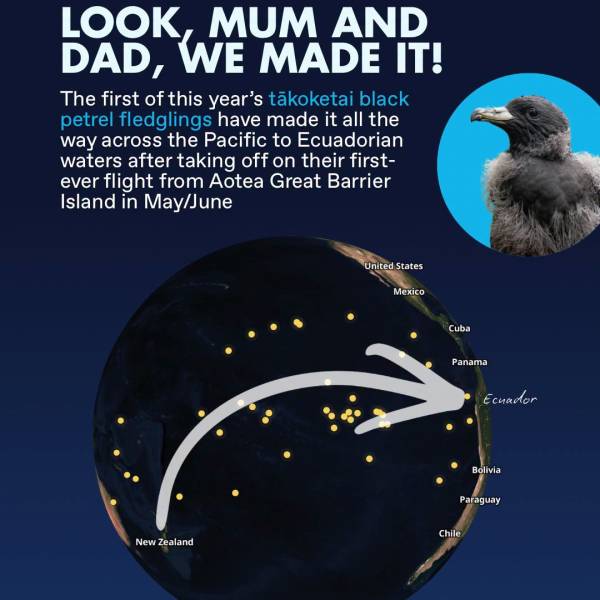 Across the southern Pacific.  Fledgling Black Petrels start arriving in Ecuador’s waters
