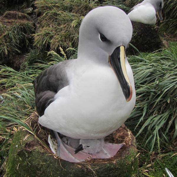 Population growth of the Grey-headed Albatross population breeding on Marion Island, 1984-2021