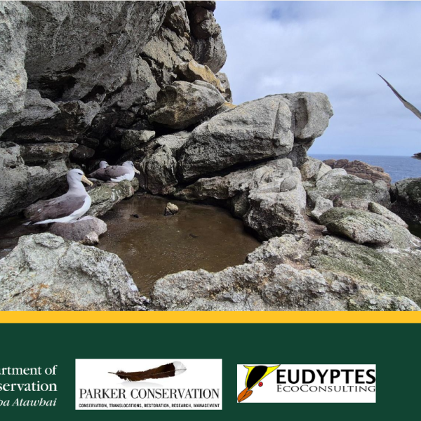 The Salvin’s Albatross population on Snares Islands’ Western Chain has decreased to an all-time low