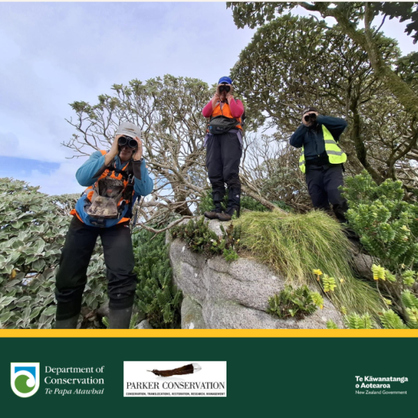 Population studies of southern Buller’s Albatrosses at The Snares, February – March 2026