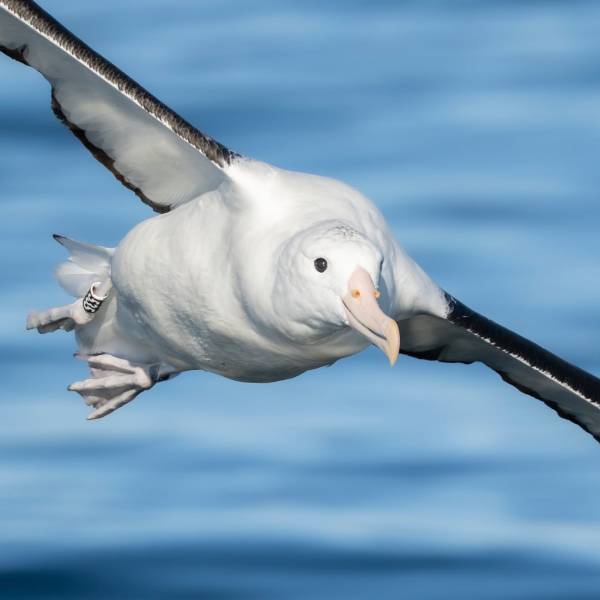 Close up! A colour-banded Northern Royal Albatross is photographed in Chilean waters