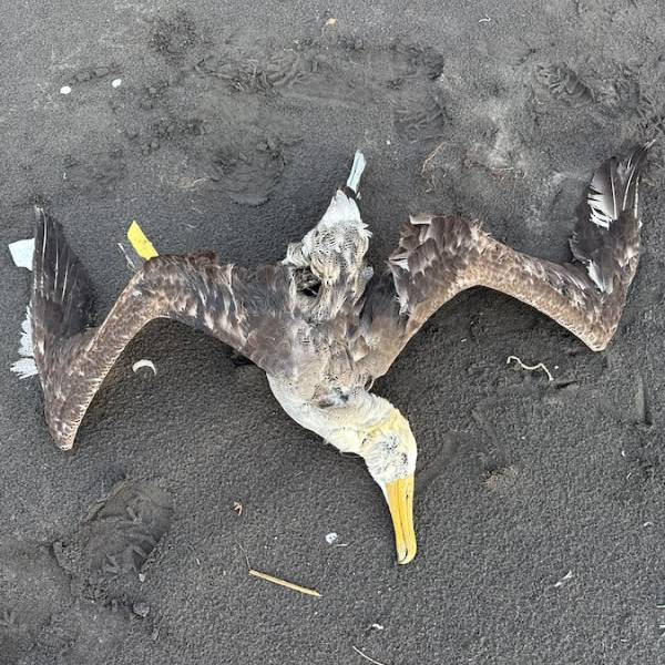 A Waved Albatross flies 2000 km south and succumbs