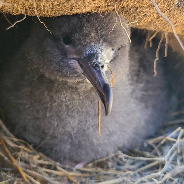 Leg-mounted geolocator devices do not affect chick growth or adult return rates in Wedge-tailed Shearwaters