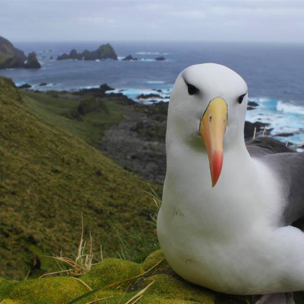 Australia will withdraw its expeditioners from Macquarie Island