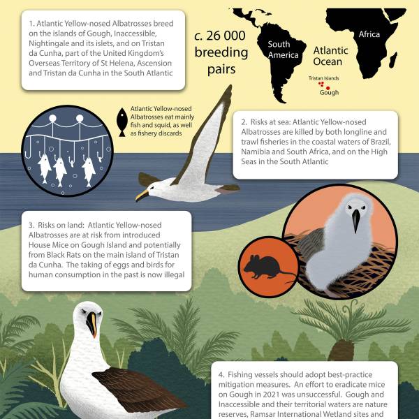 ACAP releases a Species Infographic for the Atlantic Yellow-nosed Albatross, the 23rd in the series