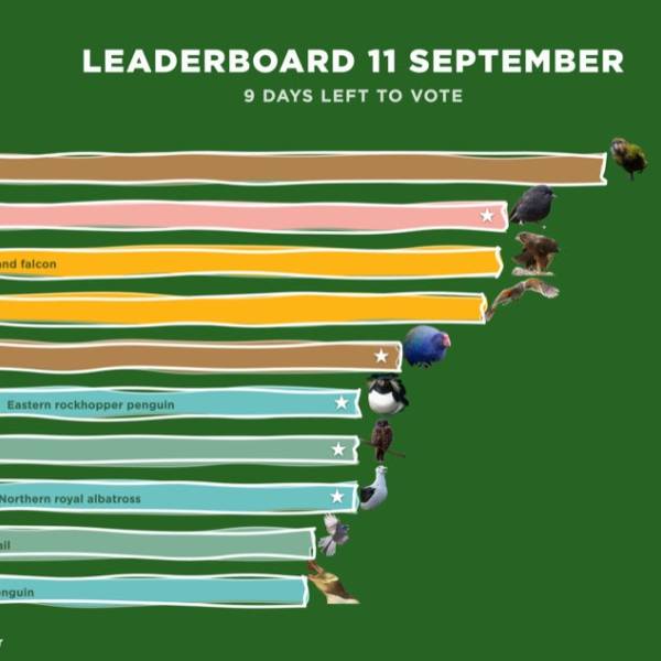BOTY2026-NZ: Seven days of voting down, nine to go, the Northern Royal Albatross is coming eighth