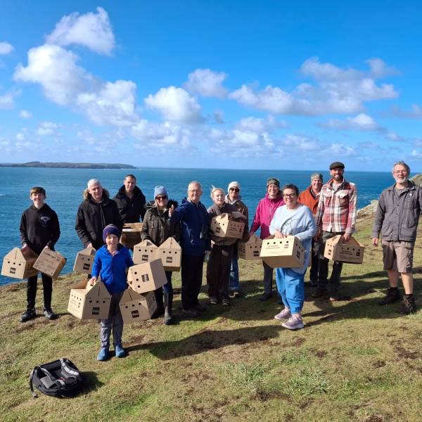 Manxie rescue underway this month as fledglings get downed on the Welsh mainland