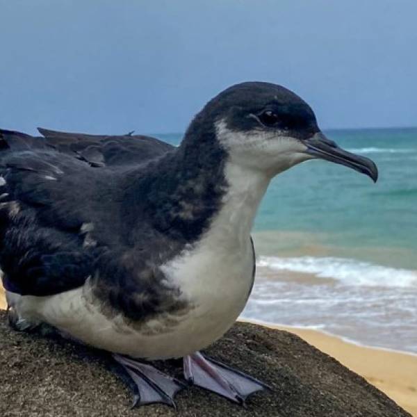 The annual ‘Dark Skies’ programme initiated over Hawaii’s Pacific Missile Range Facility during the shearwater fledging season