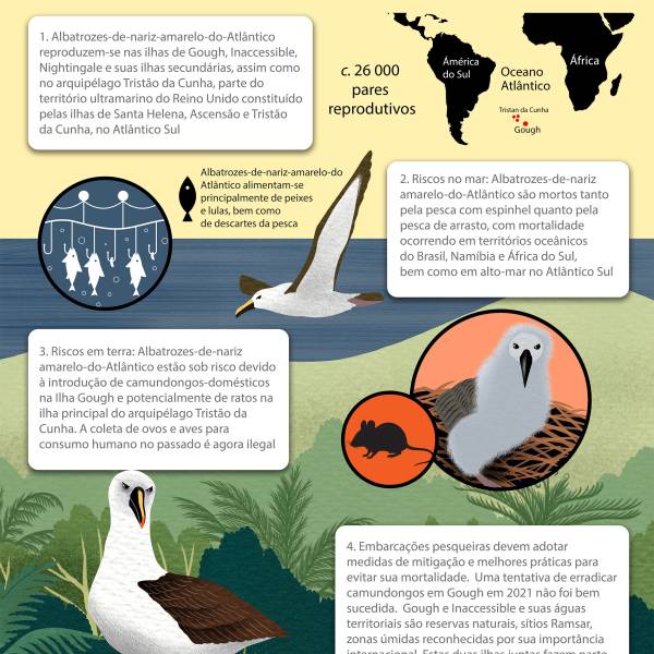 The ACAP Species Infographic for the Atlantic Yellow-nosed Albatross now available in four languages