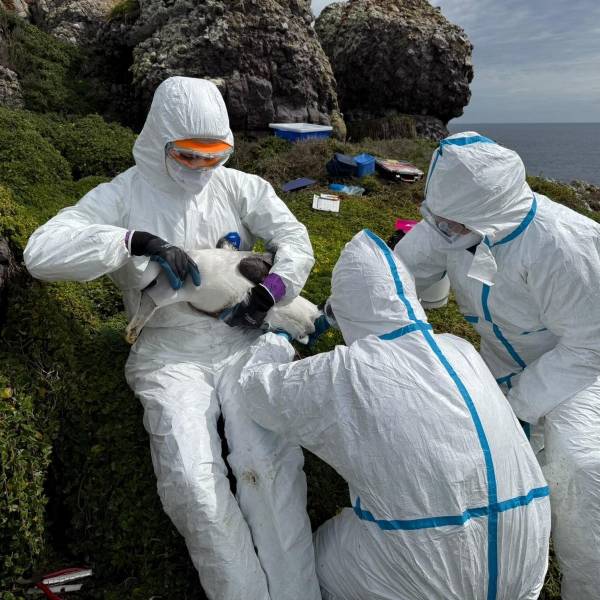 Vaccinating Shy Albatrosses against Highly Pathogenetic Avian Influenza