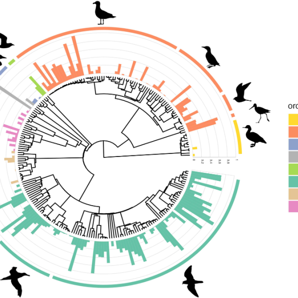 A study concludes phylogeny best identifies seabirds likely to accumulate plastic