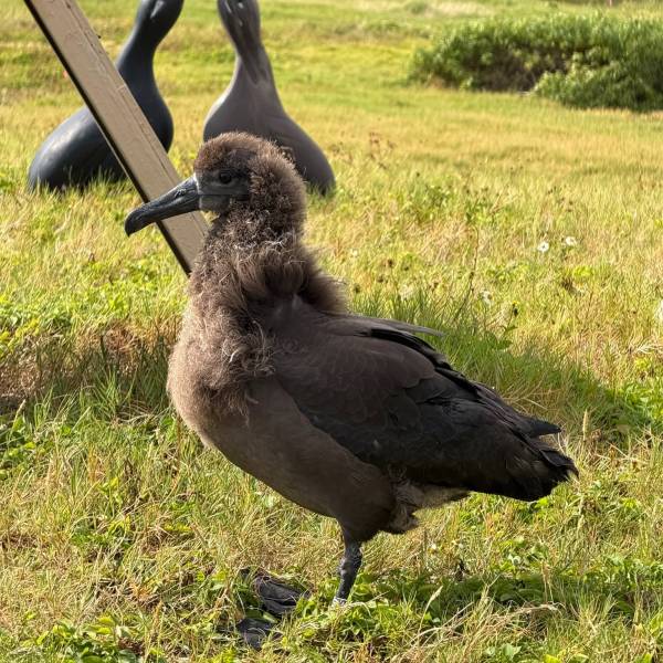 Two Black-footed Albatrosses fledge from translocated parents on Oahu