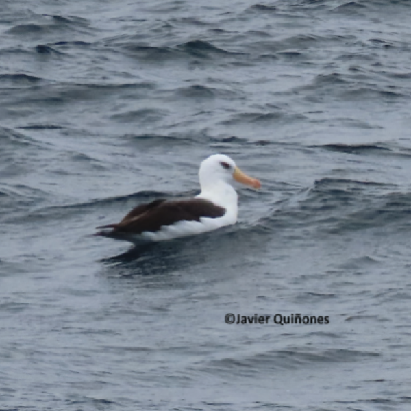 A Campbell Albatross goes north to Peru