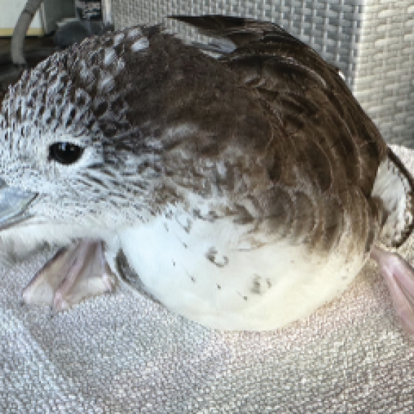 Streaked Shearwater records from Western Australia represent a “substantial range expansion”