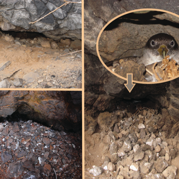 What’s it for?  Cory's Shearwaters accumulate stones at their burrow entrances