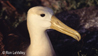 Albatros de Galapagos